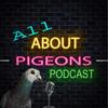 undefined All About Pigeons