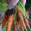 undefined An Hour in the garden - week by week