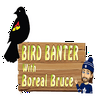 undefined Bird Banter with Boreal Bruce