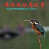 undefined 佛斯特說鳥故事