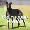undefined Greyhound Nation