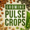 undefined Growing Pulse Crops