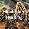 undefined Mushroom Hunting