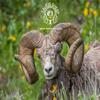 undefined Talk Is Sheep