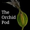 undefined The Orchid Pod