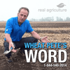 undefined Wheat Pete's Word &#8211; RealAgriculture