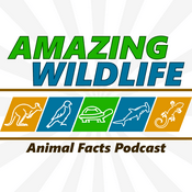 Podcast Amazing Wildlife