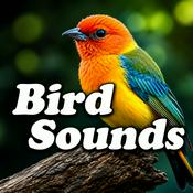 Podcast Bird Sounds