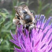 Podcast ぼくらはみんなで生きている