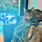 Podcast Coffee & Cults: Everything You Don't Know About Hollywood