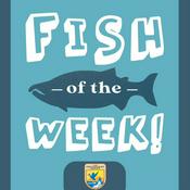 Podcast Fish of the Week!