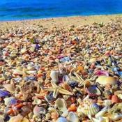 Podcast Healthy Forward with SVPFITNESS, CPT, CSN