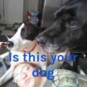 Podcast Is this your dog