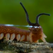 Podcast Lupus Yonderboy