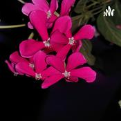 Podcast Maths Trigonometry