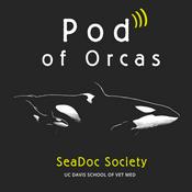 Podcast Pod of Orcas