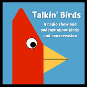 Podcast Talkin' Birds