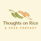 Podcast Thoughts on Rice