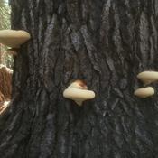 Podcast Tree Science today