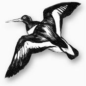 Podcast Weekly Bird Report