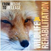 Podcast Wildlife Rehabilitation: From Rescue to Release