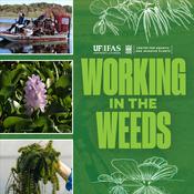 Podcast Working In The Weeds